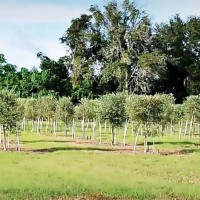 Production of olives from Turkey's own orchards.  Manufacturing of dairy products.